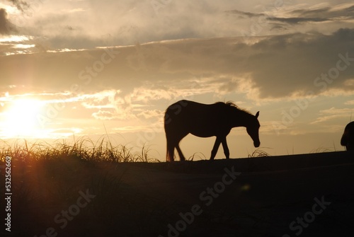 Horse on the dunes