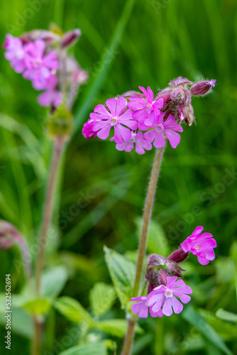 A wild pink flower growing in a European forest photo