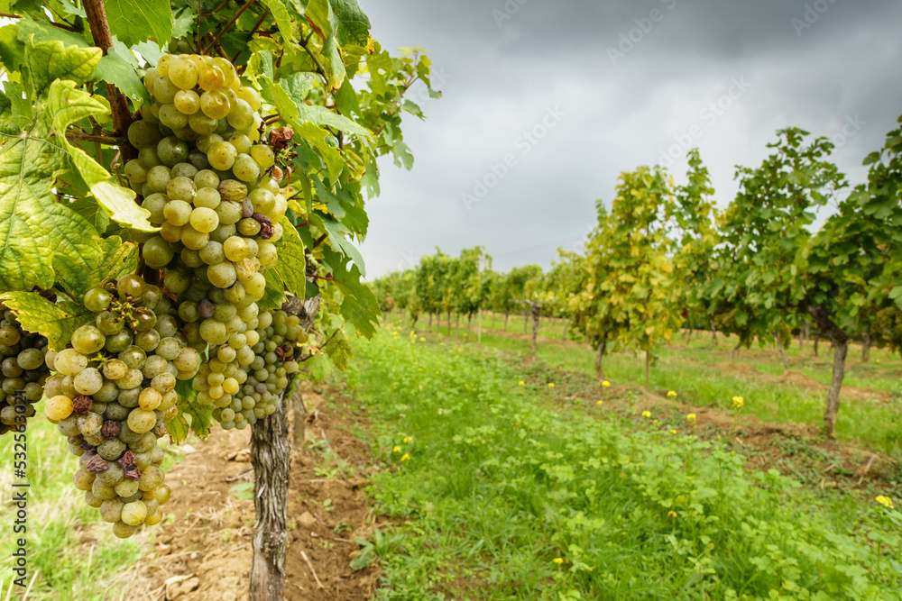 Weinreben zur Zeit der Weinlese im Herbst