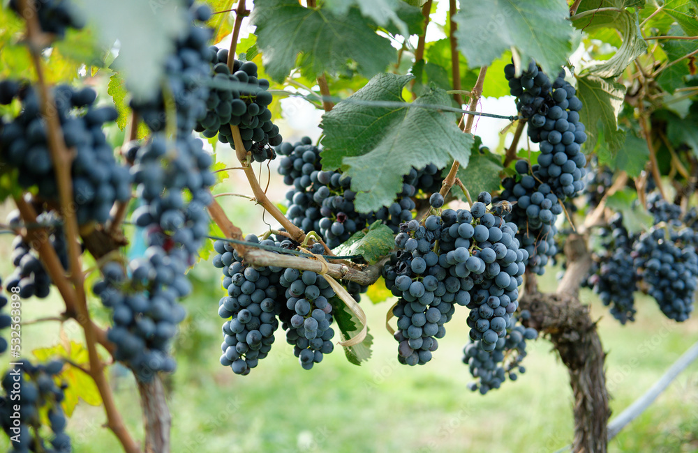 Naklejka premium Red grapes with green leaves on the vine. Vine grape plants outdoors