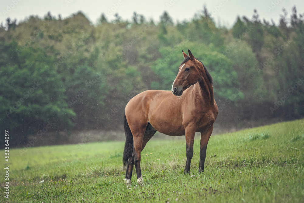 Obraz premium Autumnal portrait of a bay brown trotter horse on a pasture outdoors at a rainy day