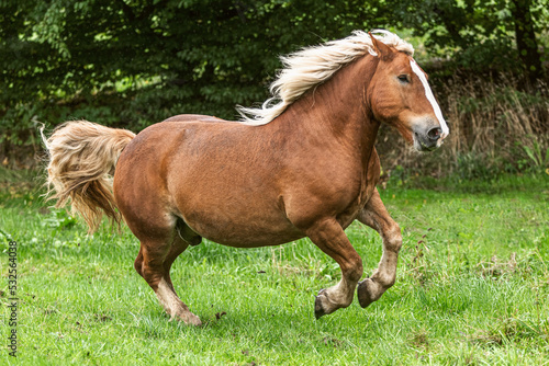 Portrait of a chestnut noriker draft horse gelding having fun on a pasture in summer outdoors at a rainy day