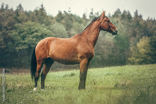 Autumnal portrait of a bay brown trotter horse on a pasture outdoors at a rainy day © Annabell Gsödl