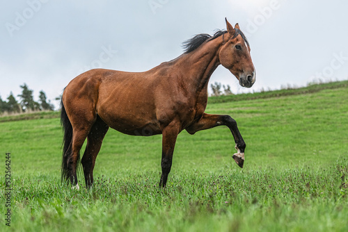 Portrait of a bay brown trotter horse showing a trick on a meadow  outdoors at a rainy bad weather day