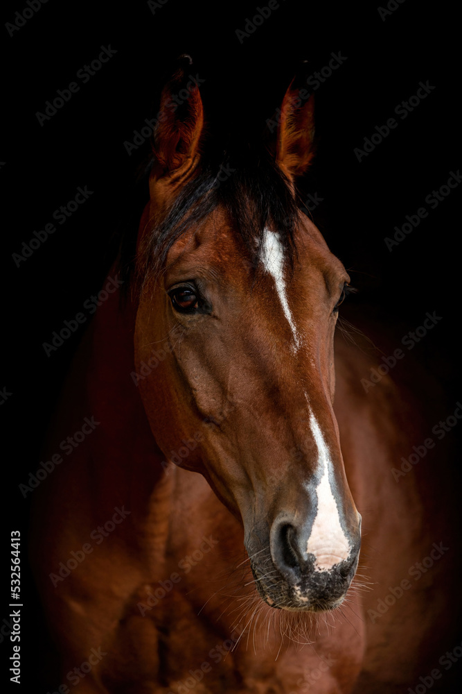 Head portrait of a beautiful bay brown trotter horse gelding in front of black background