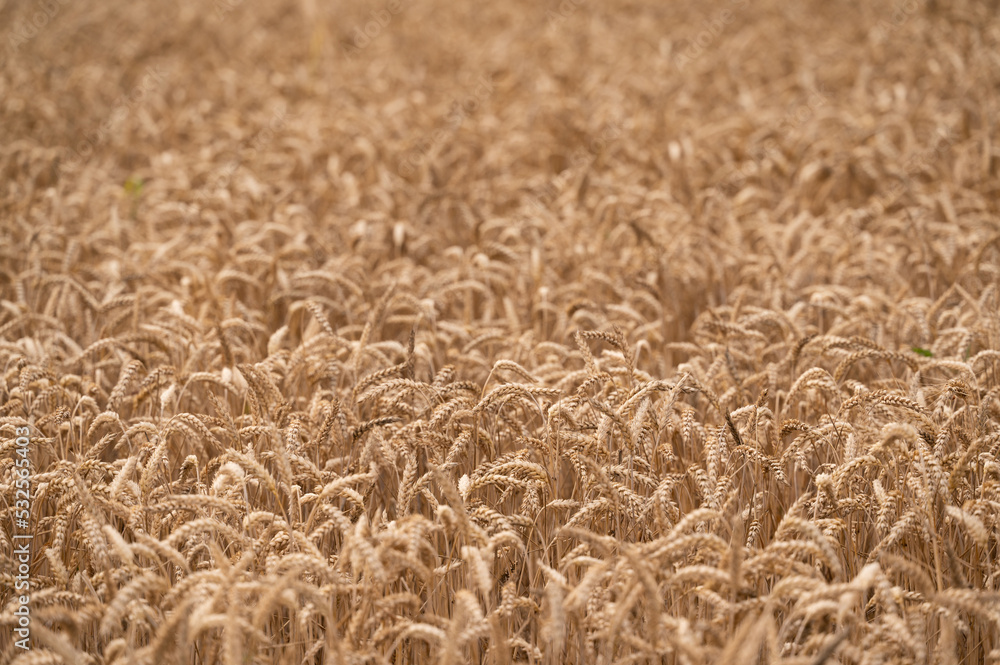 Ripe wheat field just before harvest Ripe wheat field just before harvest