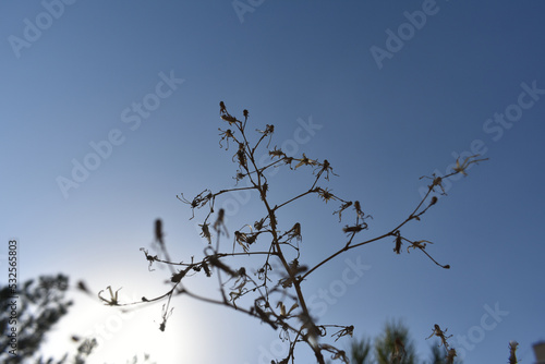 Tree branches against blue sky