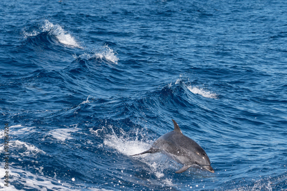 Fototapeta premium Delfin springt durch Welle und hat Spaß 