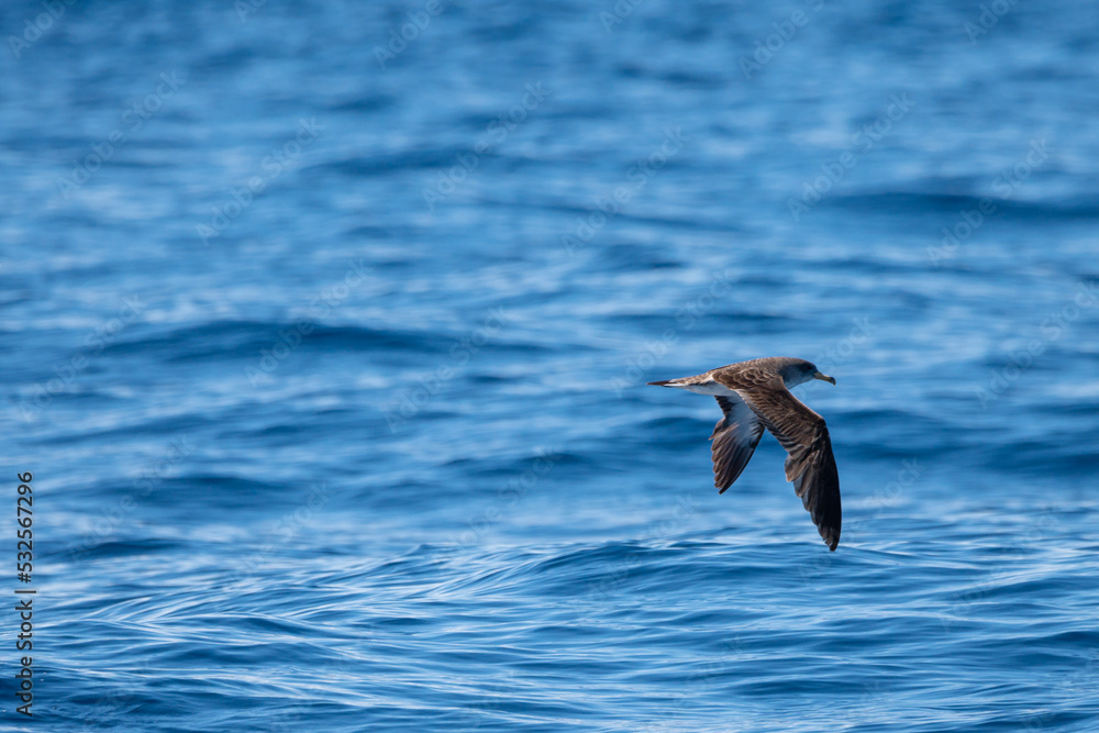 Nahaufnahme einer fliegenden Möwe auf dem offenen Ozean Nahaufnahme einer fliegenden Möwe auf dem offenen Ozean