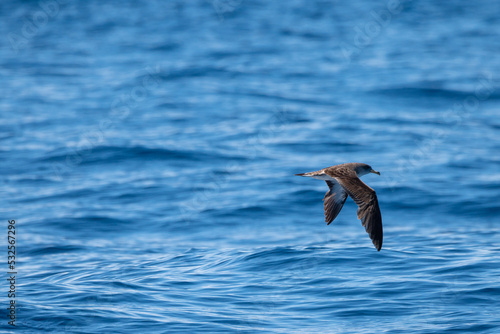 Nahaufnahme einer fliegenden Möwe auf dem offenen Ozean