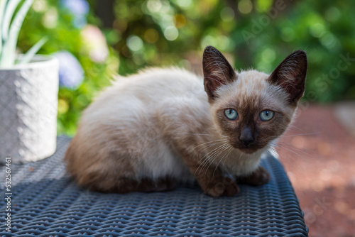 Süße Katze mit blauen Augen schaut in die Kamera vor unscharfem Hintergrund