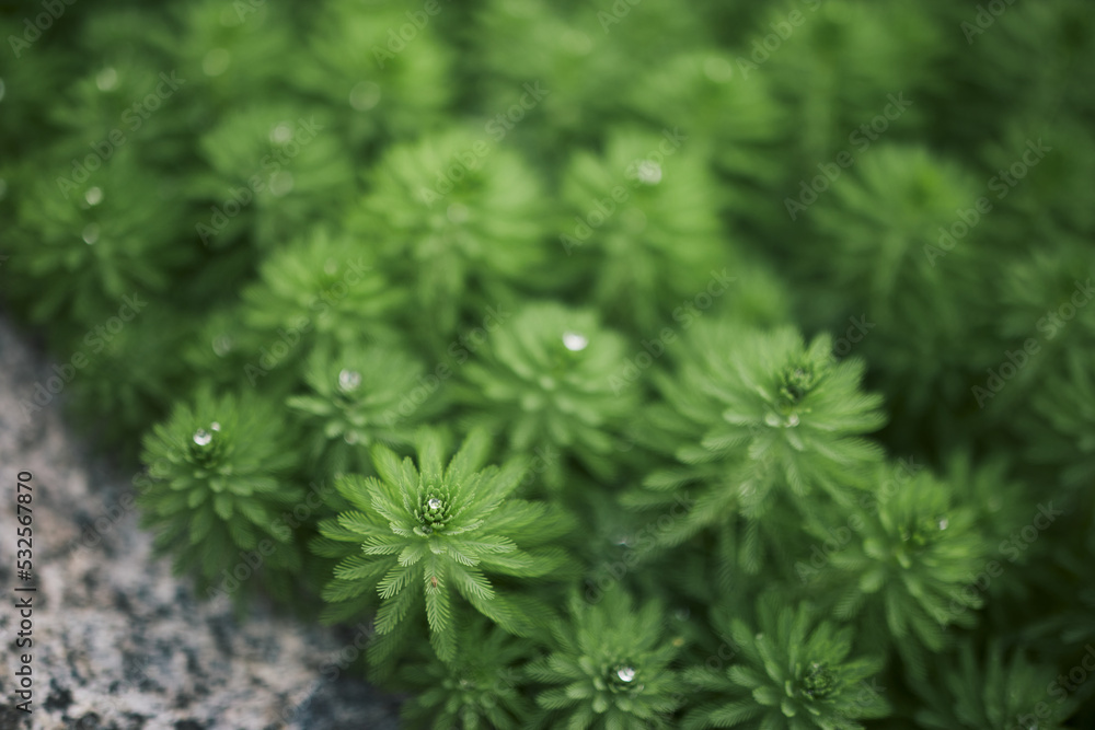 Dew After The Rain On Green Plants In Huangshan, Anhui, China. Dew After The Rain On Green Plants In Huangshan, Anhui, China.