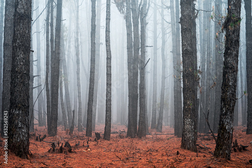 Foggy forest. photo