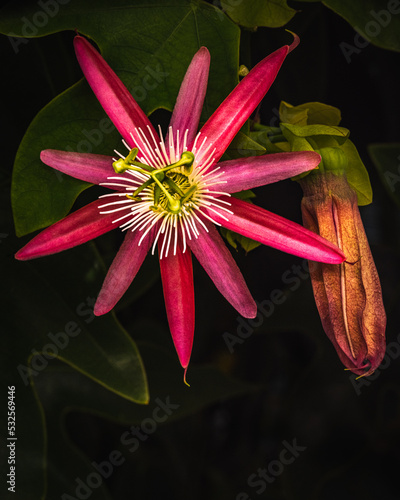 red passion flower and one ready to bloom photo