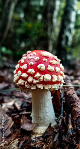 fly agaric. poisonous mushroom. Forest. red mushroom.