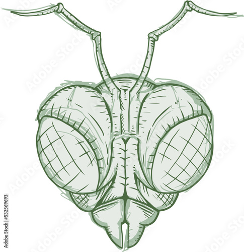 Insect head draw