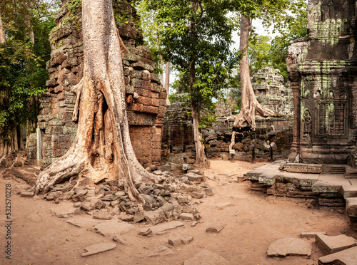Tree trunk and roots between Angkor wat temples