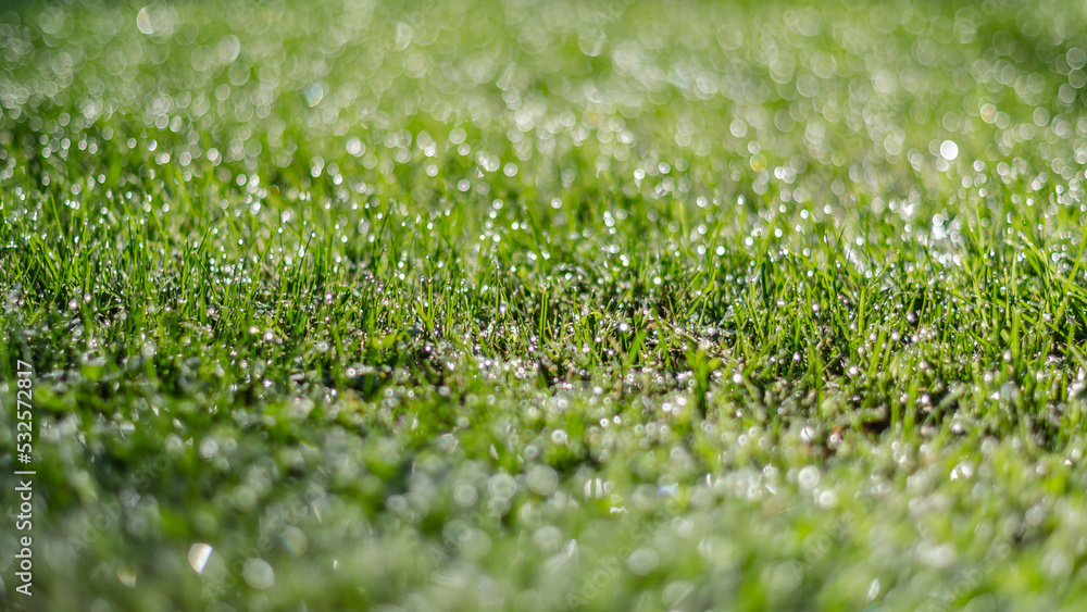 Dew on the grass, natural background Dew on the grass, natural background