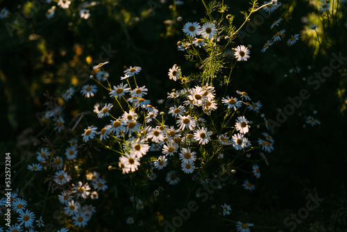 A daisy bush. photo