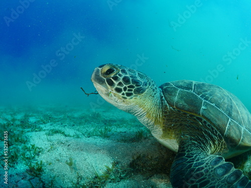sea turtle underwater swim slow  with sun beams  rays ocean scenery photo