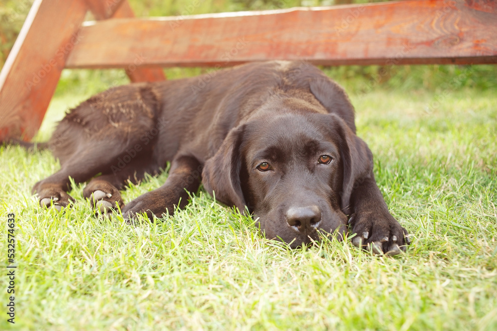 A black Labrador retriever dog lies on a green lawn. The pet is resting.