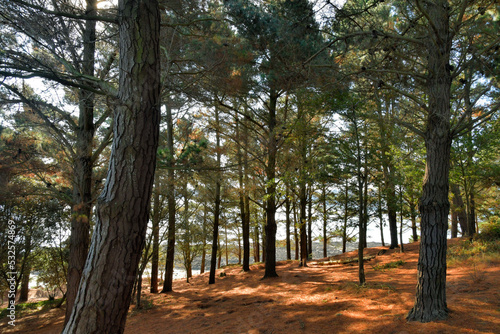 Beautiful pine trees in Brittany photo