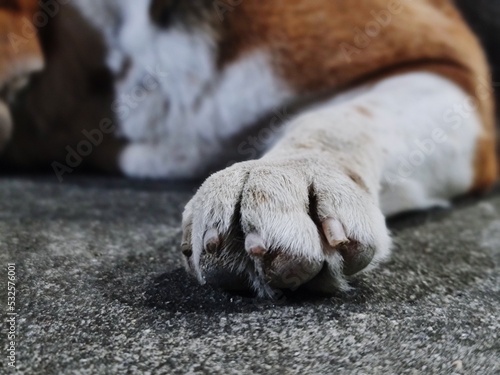 Fotografiet Close-up Of Dog Lying On Floor