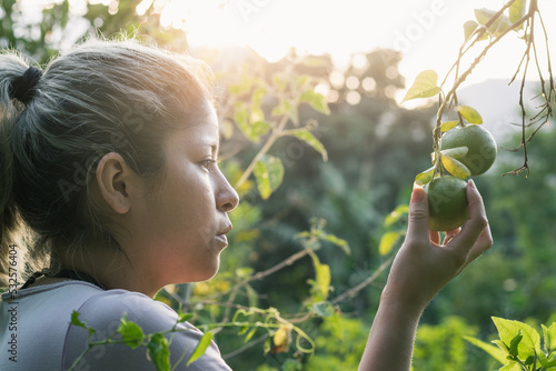 Fotografie close-up of a Caucasian peasant girl, Latina picking a green orange straight from the tree
