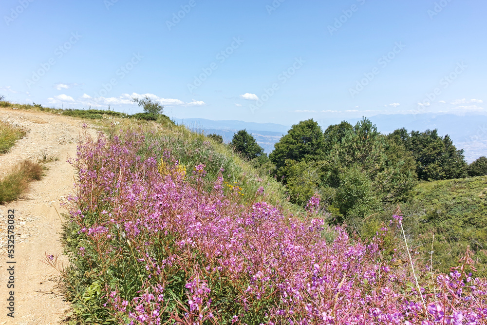 Obraz premium Summer landscape of Belasitsa Mountain, Bulgaria