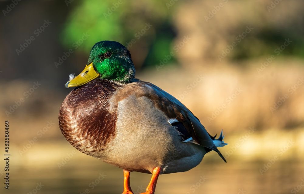 Obraz premium Ducks at the Fausto Noce park in Olbia, Sardinia