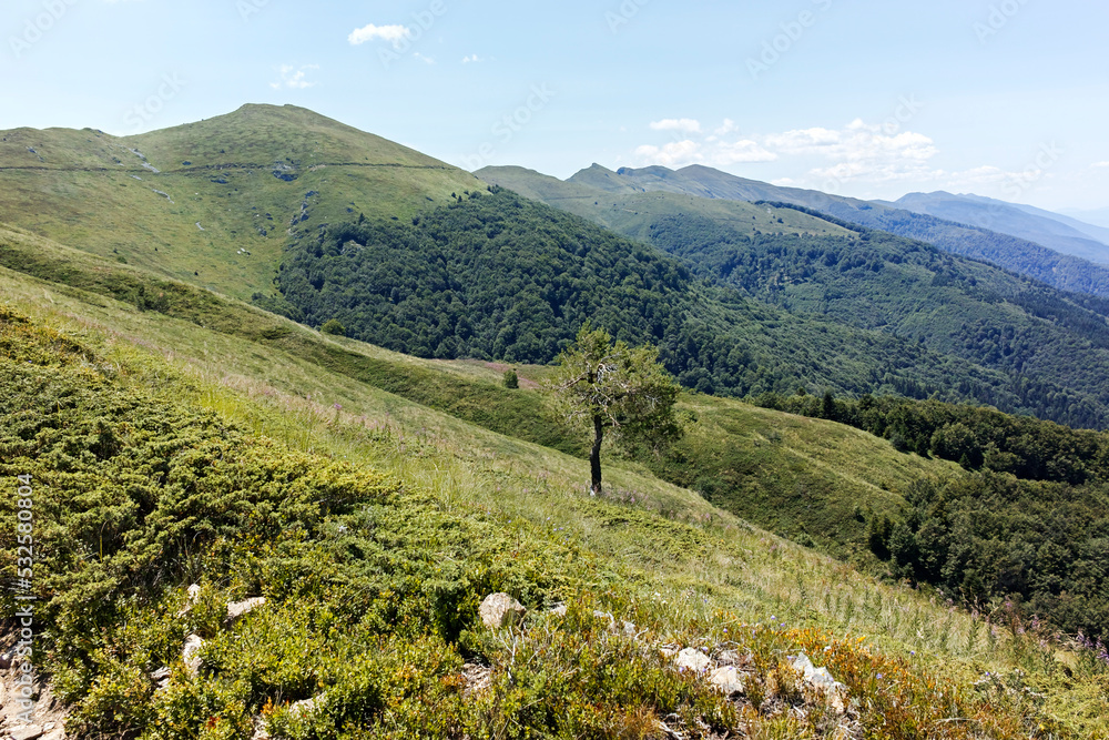 Obraz premium Summer landscape of Belasitsa Mountain, Bulgaria
