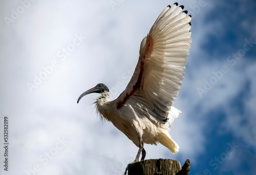 Australian White Ibis (Threskiornis molucca) photo