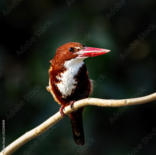 Obraz na plátně Close-up Of Bird Perching On Branch