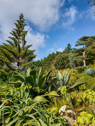 Nature and landscape of the Tresco island the second-biggest island of the Isles of Scilly in Cornwall, England © STUDIO MELANGE