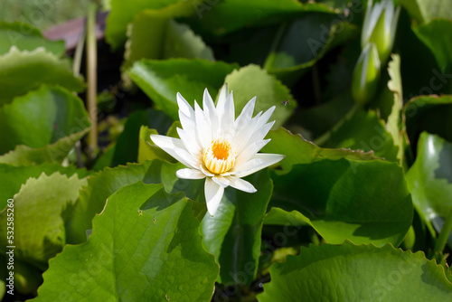 Nymphaea lotus flower with leaves  Beautiful blooming water lily
