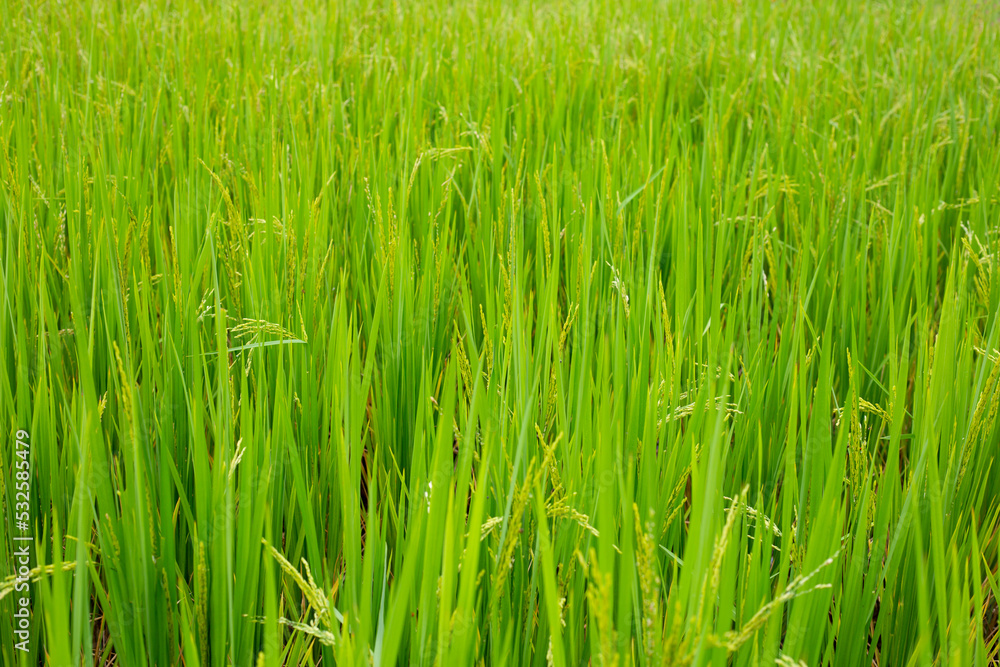Rice plant in rice field. Rice plant in rice field.