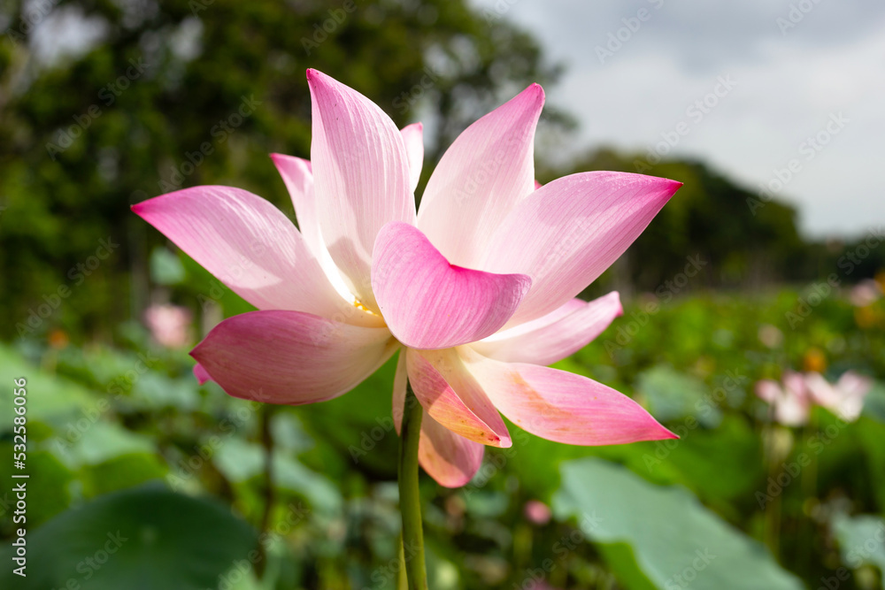 Pink lotus flower blooming in pond with green leaves Pink lotus flower blooming in pond with green leaves