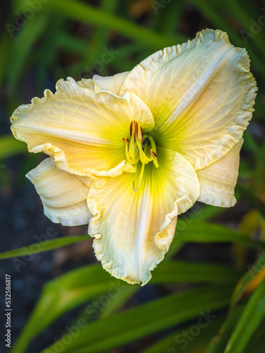 Daylily macro photo