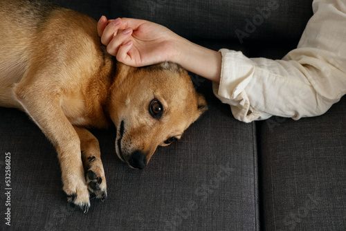Wallpaper Mural Petting a dog Torontodigital.ca