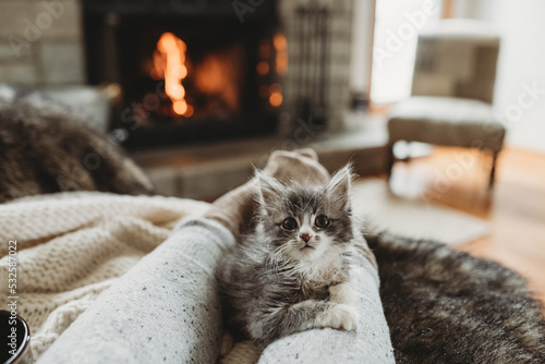 Cozy kitten by the fire