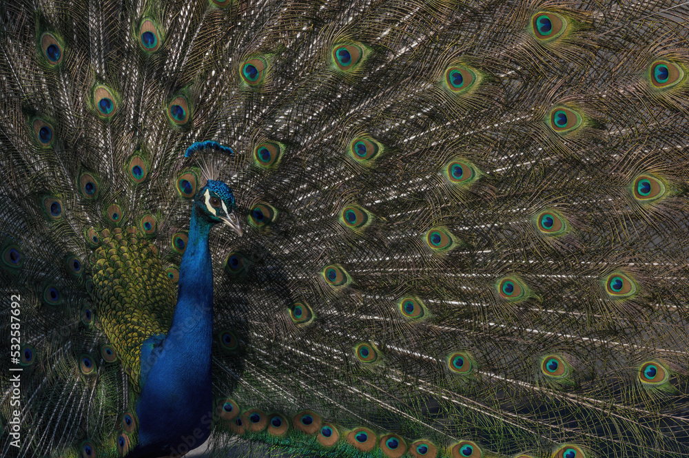 Fototapeta premium Indian peacock, Pavo cristatus, shown with tail feathers fanned out. Image taken in Arcadia, California, United States.