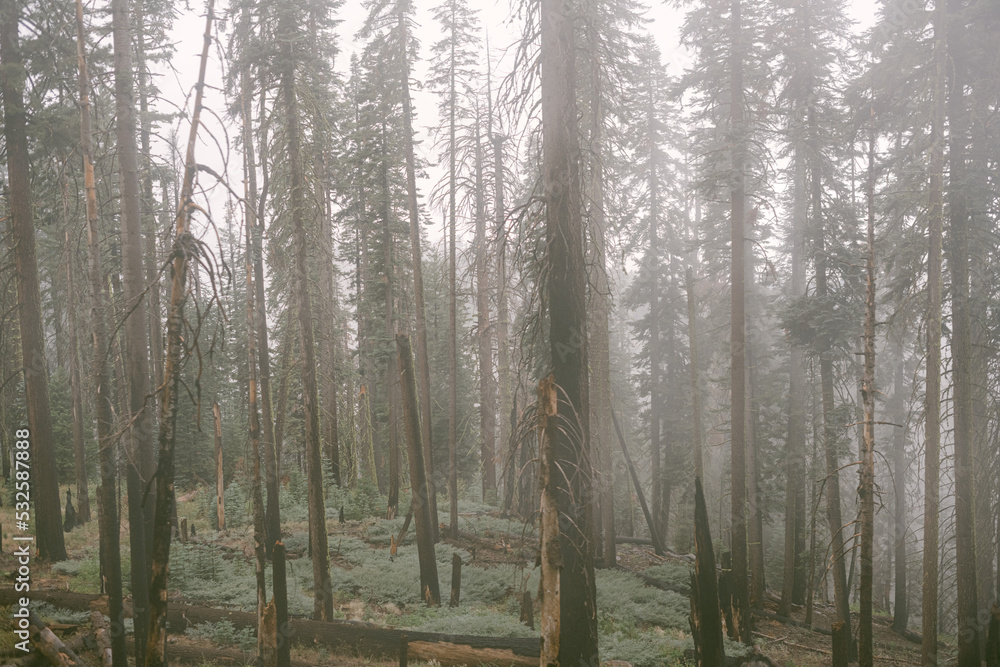 Obraz premium forest in fog