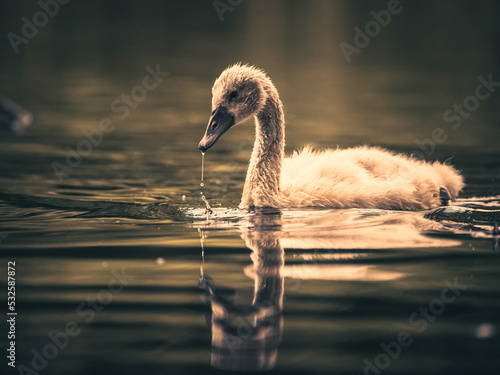 Fotografia Close-up Of Swan In Lake