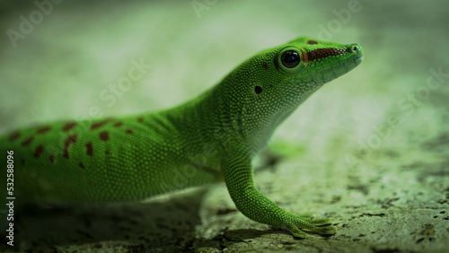 Canvastavla Close-up Of Lizard