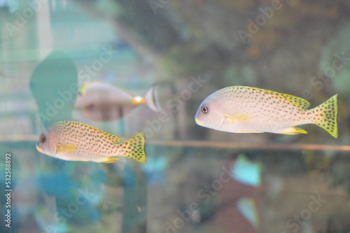 Fotografia Close-up Of Fish Swimming In Aquarium