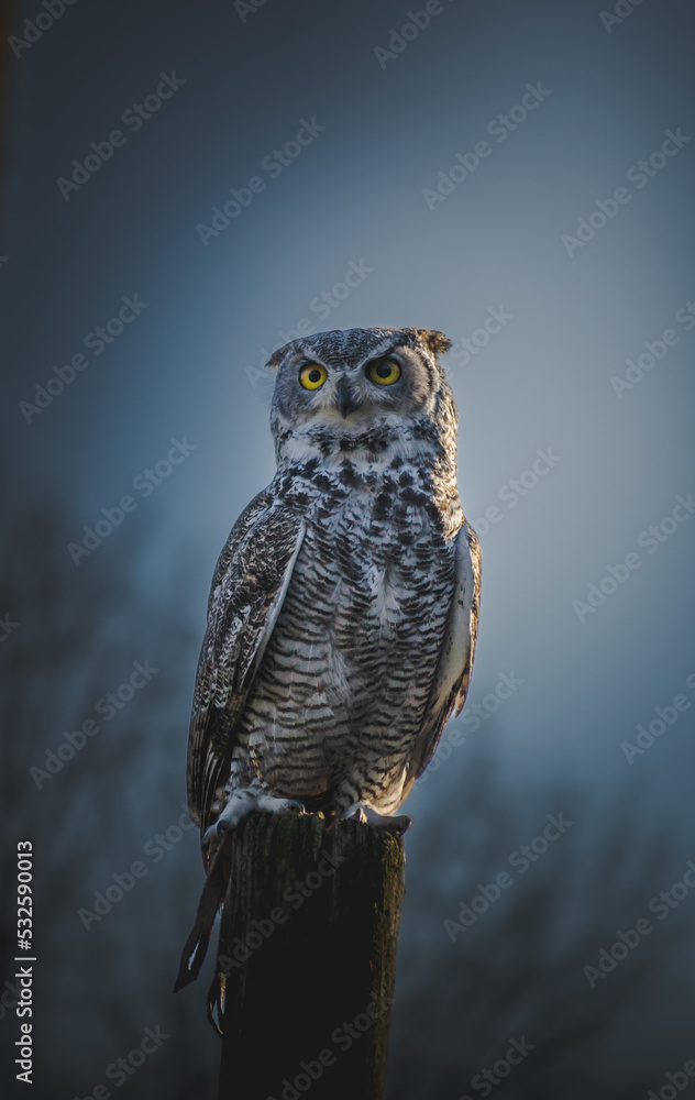 Close-up Of Owl - obrazy, fototapety, plakaty 
