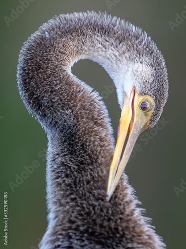 Fotomurale Close-up Of Bird