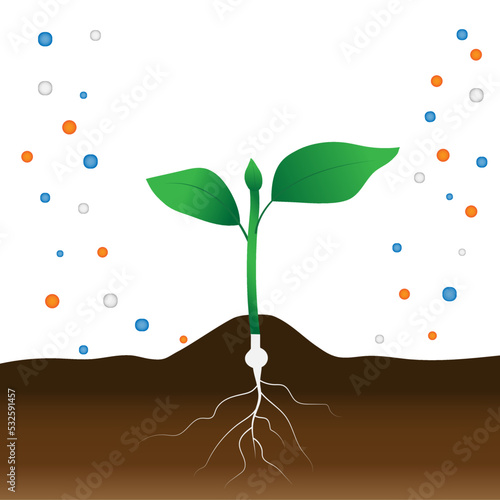 plant growing in ground with fertilizer