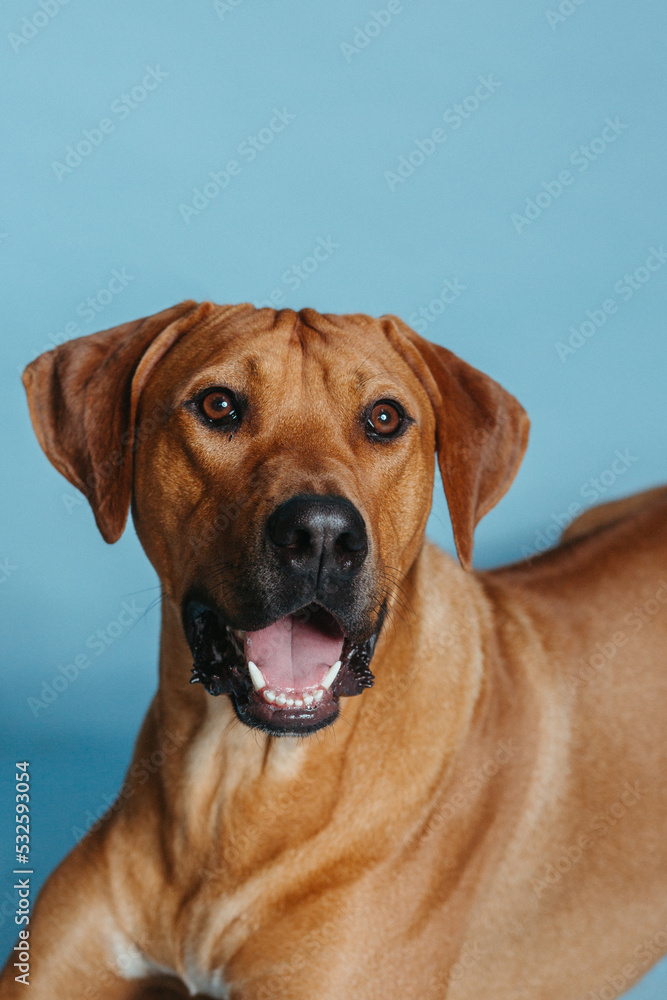 Full Size Rhodesian Ridgeback Puppy on Blue Vertical Background Full Size Rhodesian Ridgeback Puppy on Blue Vertical Background