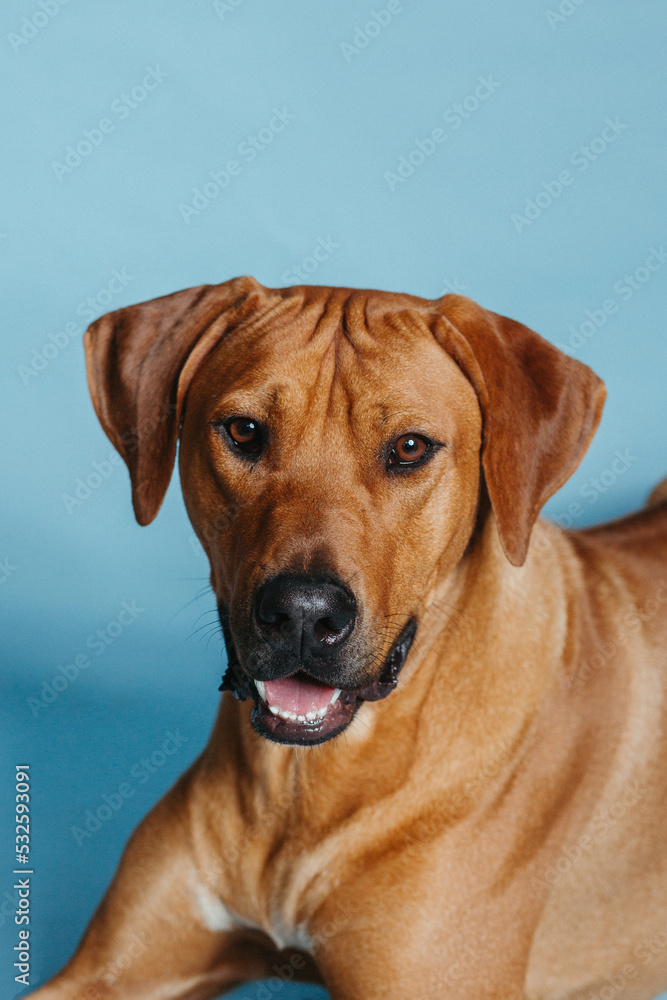 Portrait of Large Dog Breed on Blue Background Vertical Portrait of Large Dog Breed on Blue Background Vertical